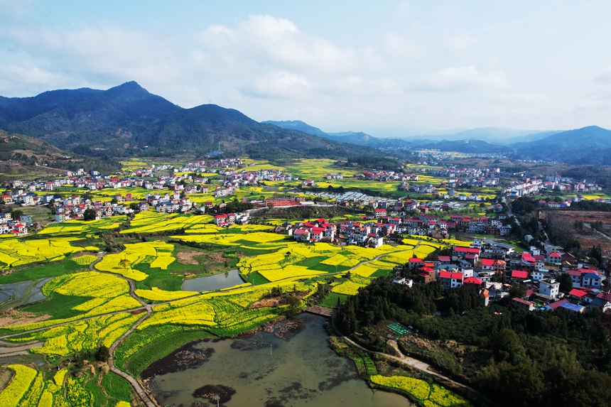 航拍江西省莲花县南岭乡油菜花竞相怒放，金灿灿的花海绵延不断。贺治斌摄