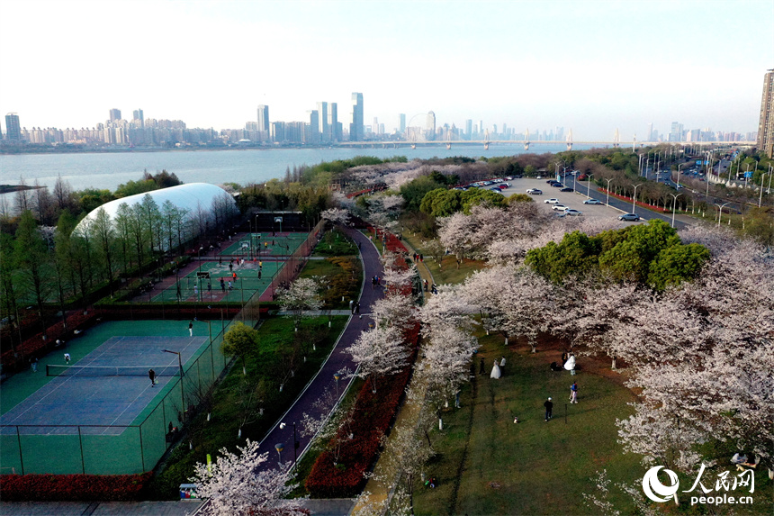 江西省南昌市赣江畔水清岸美春意浓，人们在樱花树下享受春光。 人民网记者 时雨摄
