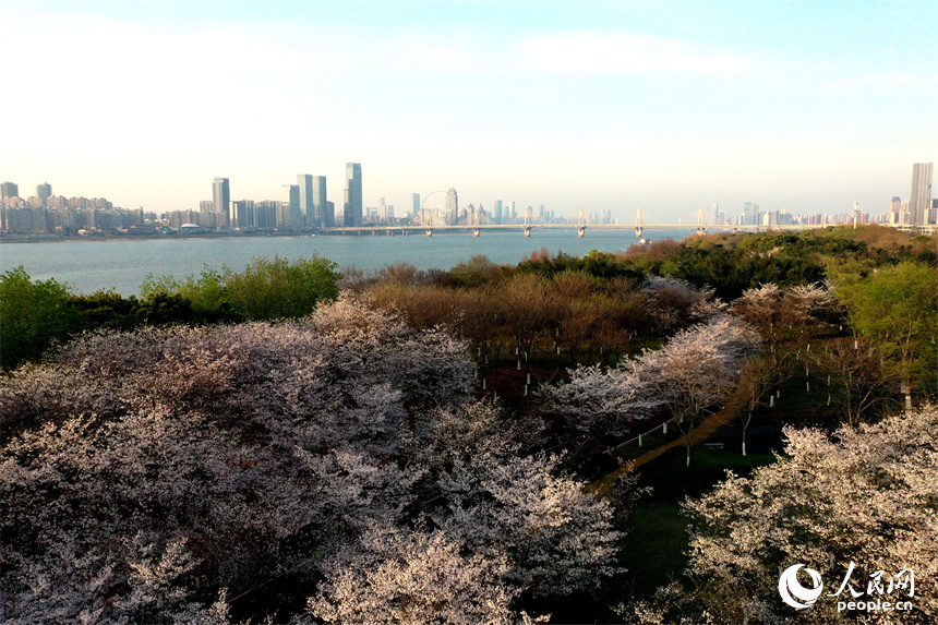 江西省南昌市赣江岸畔绿树葱茏，绽放的樱花树点缀其中。 人民网记者 时雨摄