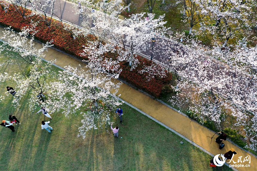 江西省南昌市赣江畔水清岸美春意浓，人们在樱花树下享受春光。 人民网记者 时雨摄