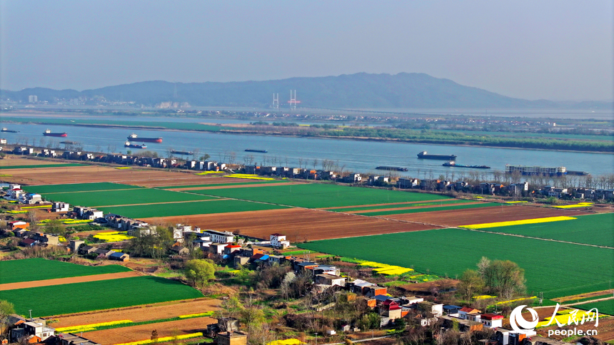 货船在长江中往来穿行，与沿岸田园、村庄、绿树相映成景。人民网 朱海鹏