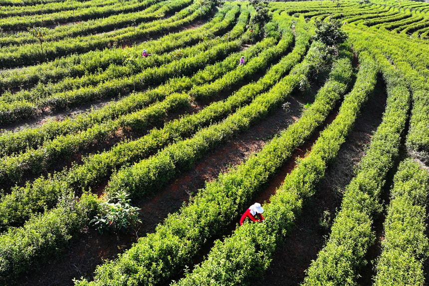 茶農正在搶抓農時採摘春茶。潘成攝