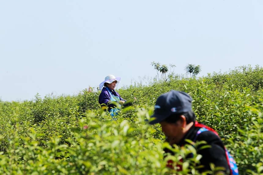 茶农正在抢抓农时采摘春茶。潘成摄