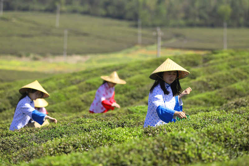 采茶姑娘身穿盛装采摘明前茶。陈旗海摄