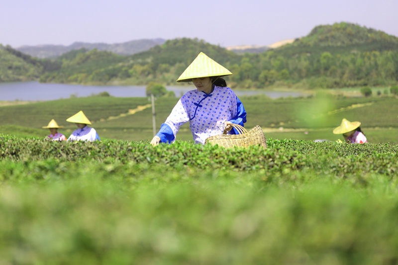 采茶姑娘身穿盛装采摘明前茶。陈旗海摄