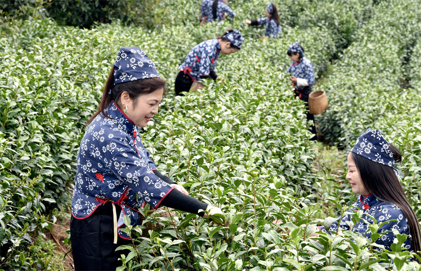 採茶女工正在採摘有機白茶。