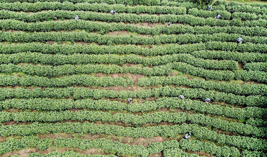 白茶種植示范基地。