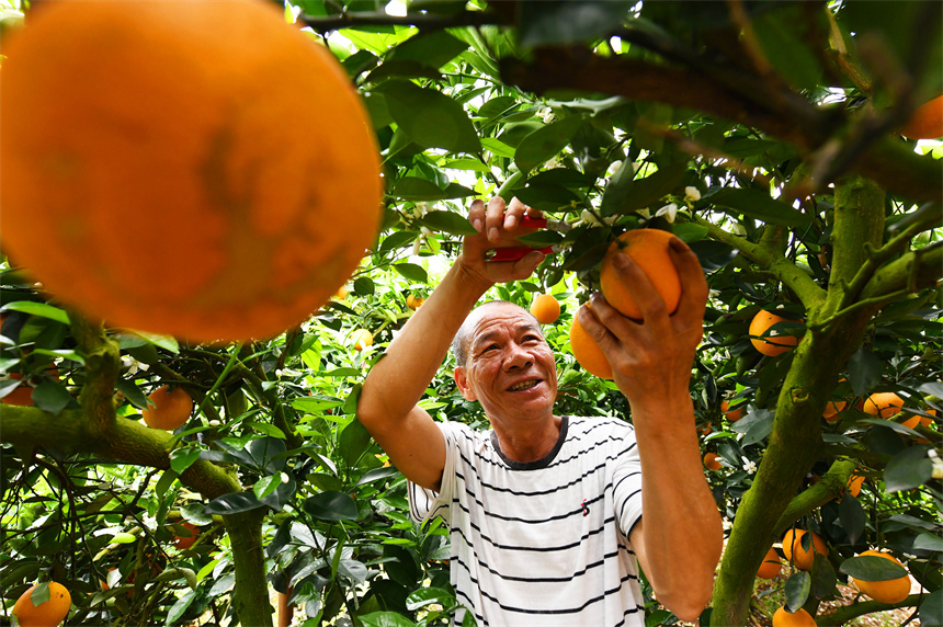 果农正在采摘“伦晚”春橙供应市场。詹继成摄
