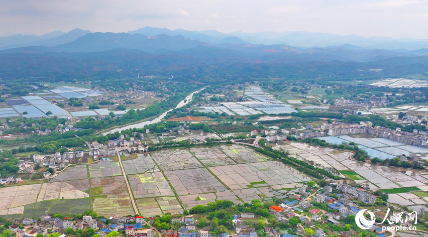 贛州市會昌縣各鄉鎮農民抓住農時，有條不紊地投入到春耕、春播等各項農事活動中，田間地頭處處可見忙碌耕作的景象。人民網 朱海鵬攝