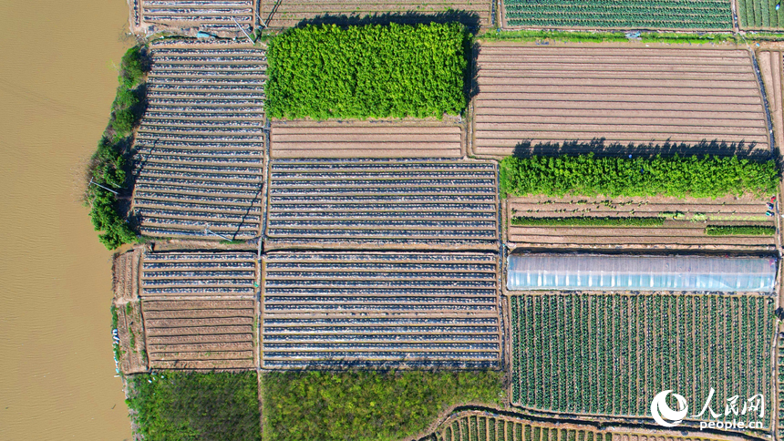 南昌市東湖區揚子洲鎮蔬菜基地綠意盎然。人民網記者 毛思遠攝