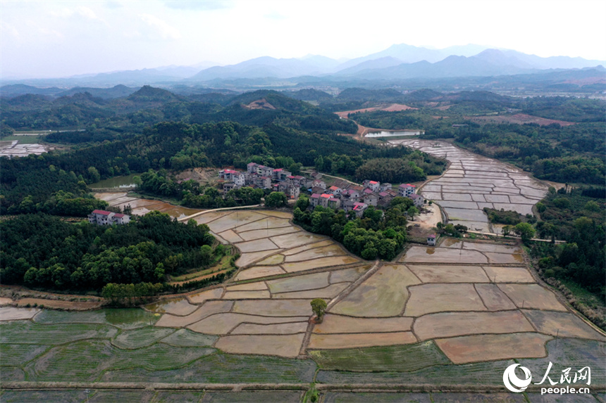 江西省豐城市麗村鎮對木村農田完成春灌，即將播種早稻。 人民網記者 時雨攝