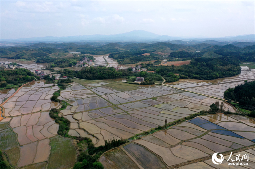 江西省豐城市麗村鎮對木村農田完成春灌，即將播種早稻。 人民網記者 時雨攝