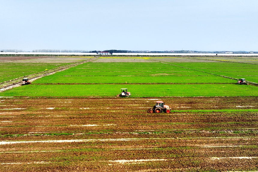 農機手正駕駛著翻耕機在田間來回穿梭。潘成攝