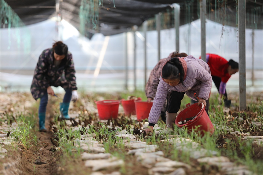 村民正忙着采摘羊肚菌。彭琴摄