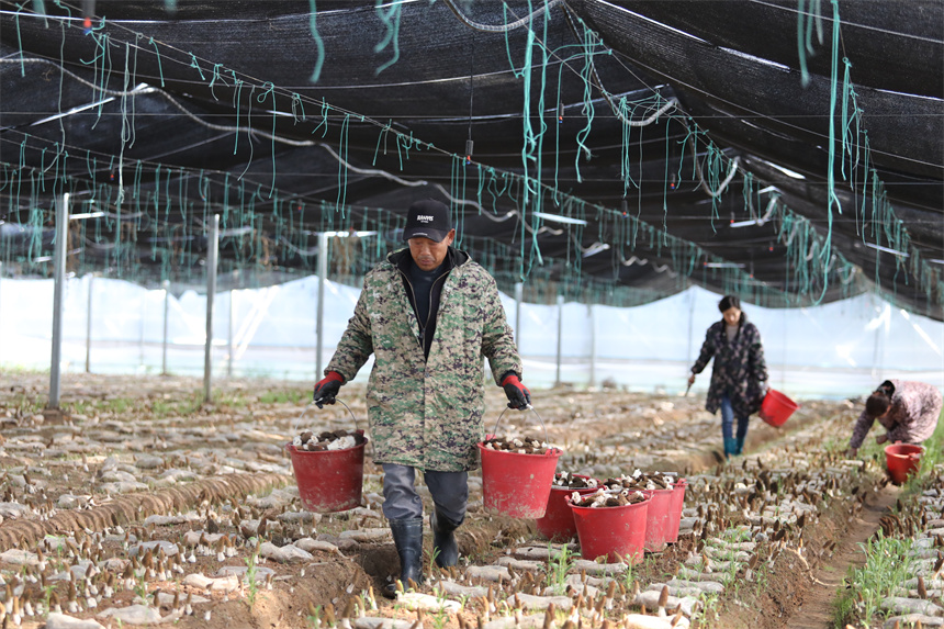 村民正忙著搬運羊肚菌。彭琴攝