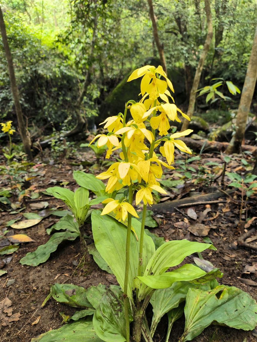 国家一级保护植物大黄花虾脊兰花开正盛。程慧萍摄