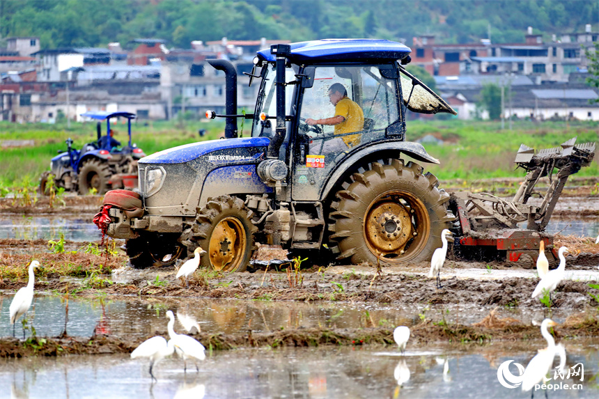 村民开着犁田拖拉机在翻耕稻田。人民网 朱海鹏摄