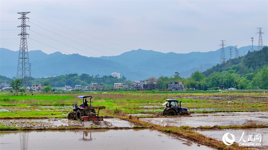 村民开着犁田拖拉机在翻耕稻田。人民网 朱海鹏摄