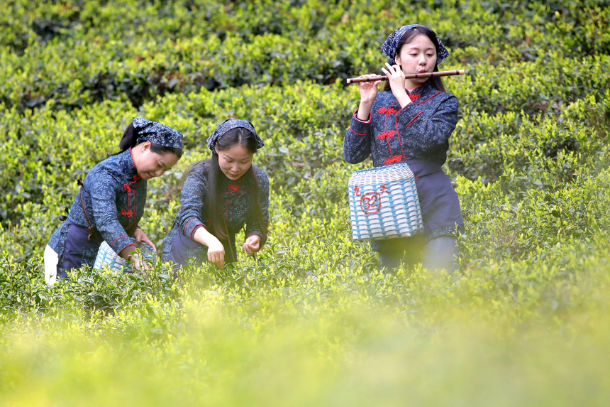 宜丰县盈科泉茶号位于黄垦镇九岭村的黄金茶基地，游客体验采茶制茶。何贱来摄