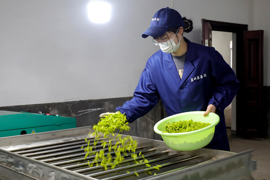 宜丰县盈科泉茶号位于黄垦镇九岭村的黄金茶基地，茶叶工人正在制茶。李晓军摄