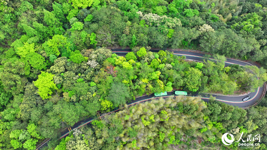 贛州市安遠縣三百山鎮，觀光大巴車行駛在旅游公路上，公路沿線綠色生態風光怡人。人民網 朱海鵬攝