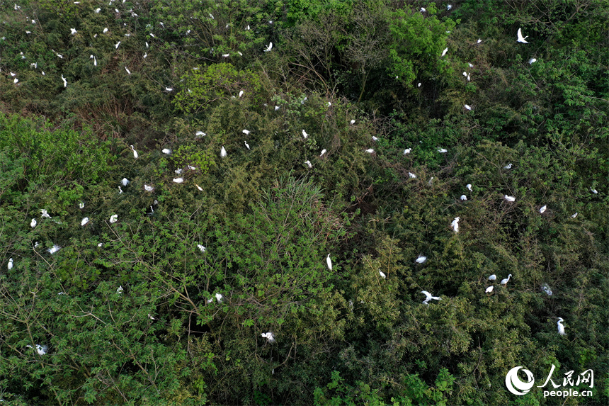 鄱陽湖畔海昏侯國遺址公園原生林中成群的鷺鳥在此棲息。 人民網記者 時雨攝