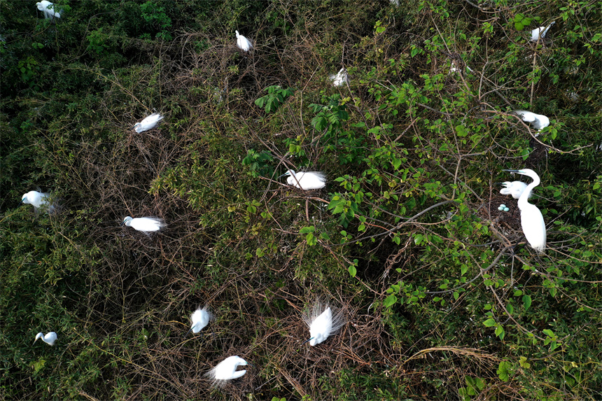 鄱阳湖畔海昏侯国遗址公园原生林中成群的鹭鸟在此栖息。 人民网记者 时雨摄