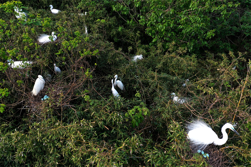目前，大部分鹭鸟已经产卵，处于孵化阶段。 人民网记者 时雨摄
