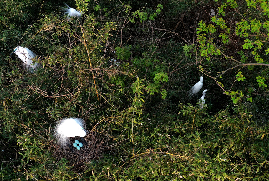 目前，大部分鹭鸟已经产卵，处于孵化阶段。 人民网记者 时雨摄