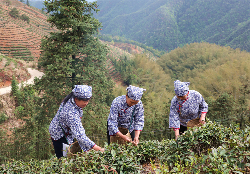 茶農在彭澤縣雷峰尖茶園採摘春茶。彭琴攝