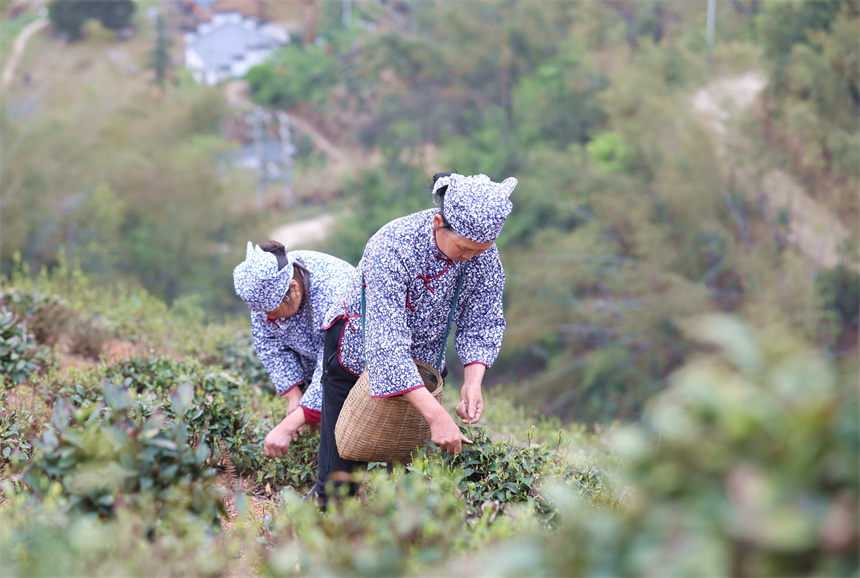 茶農在彭澤縣雷峰尖茶園採摘春茶。彭琴攝