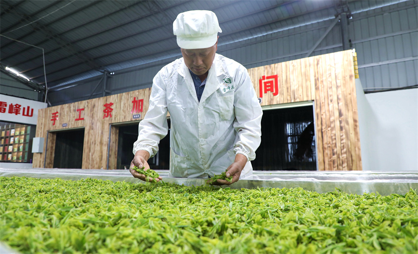 在彭澤縣雷峰山茶加工廠，茶農、茶企抓緊翻晒、加工春茶，供應市場。彭琴攝