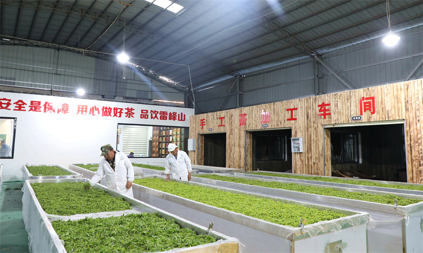 在彭澤縣雷峰山茶加工廠，茶農、茶企抓緊翻晒、加工春茶，供應市場。彭琴攝