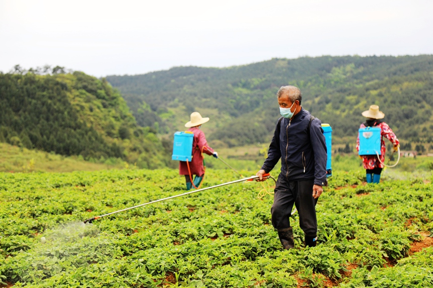 在江西省蓮花縣良坊鎮白渡村太子參種植基地，村民正在打藥。賀治斌攝