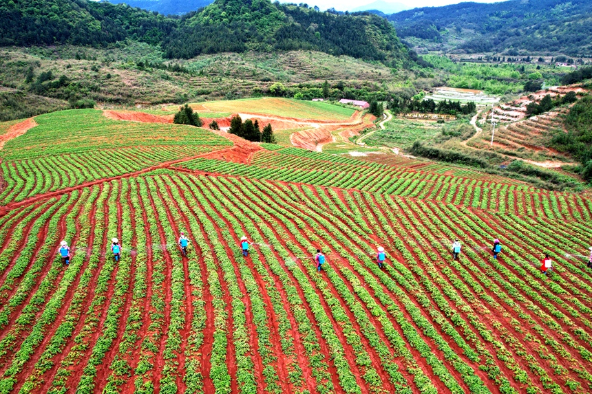 在江西省蓮花縣良坊鎮白渡村太子參種植基地，村民正在打藥。賀治斌攝