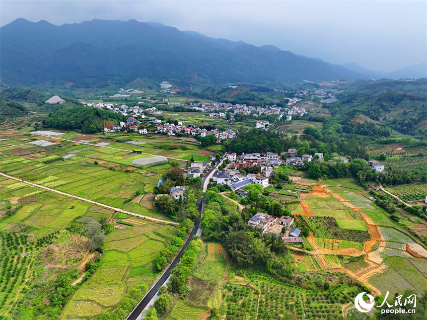 贛州市安遠縣鎮崗鄉公路“白改黑”施工現場，多台大型攤鋪機、壓路機、運輸車輛來回穿梭在進行瀝青攤鋪、壓實作業。人民網 朱海鵬攝