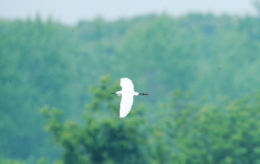 白鷺在藍天與湖面間翩翩起舞。
