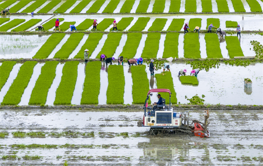 南豐縣傅坊鄉傅坊村，農戶正在起早稻秧苗。謝東攝