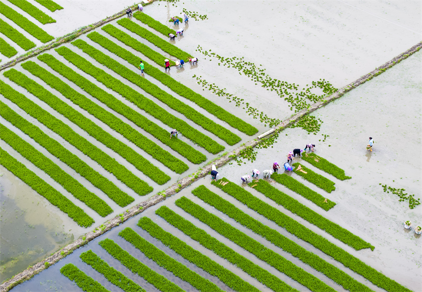 南丰县傅坊乡傅坊村，农户正在起早稻秧苗。谢东摄