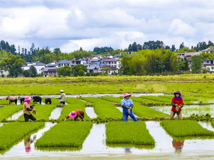 南丰县傅坊乡傅坊村，农户正在起早稻秧苗。谢东摄