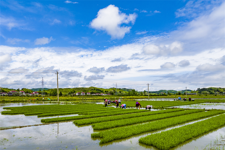 南豐縣傅坊鄉傅坊村，農戶正在起早稻秧苗。謝東攝