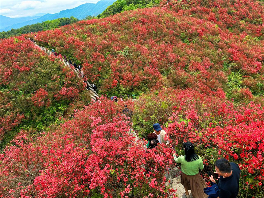 碧湖潭国家森林公园广寒寨片区内，杜鹃花开正盛，让游客流连忘返。吴倩文摄