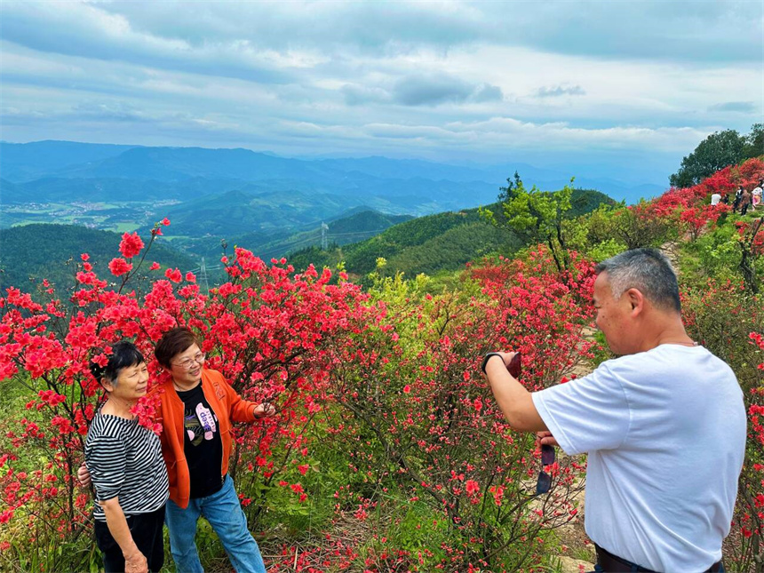 碧湖潭国家森林公园广寒寨片区内，杜鹃花开正盛，让游客流连忘返。吴倩文摄