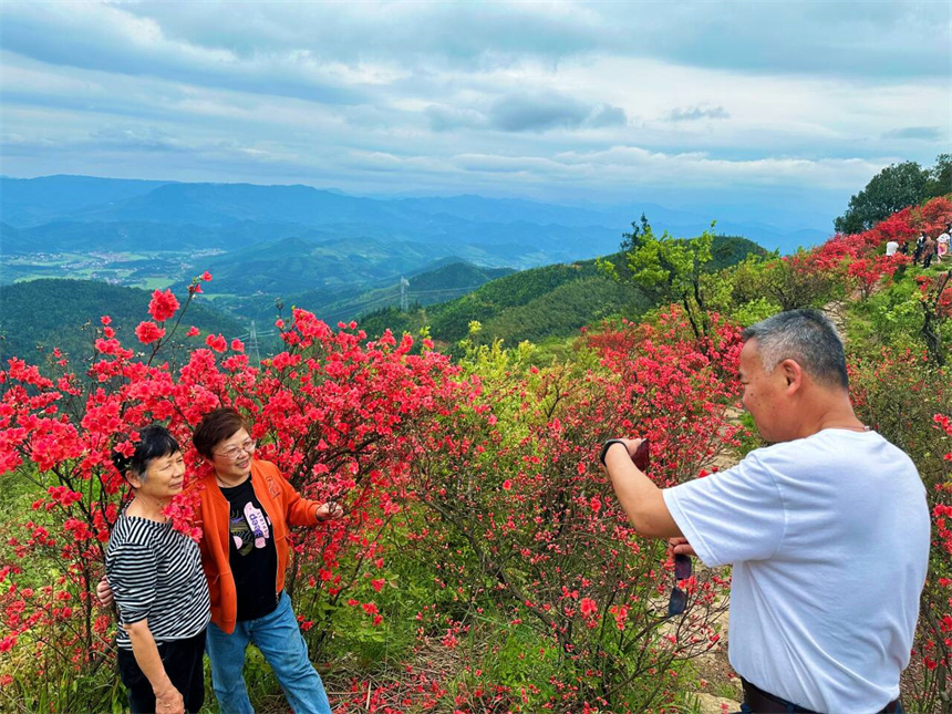 碧湖潭国家森林公园广寒寨片区内，杜鹃花开正盛，让游客流连忘返。吴倩文摄