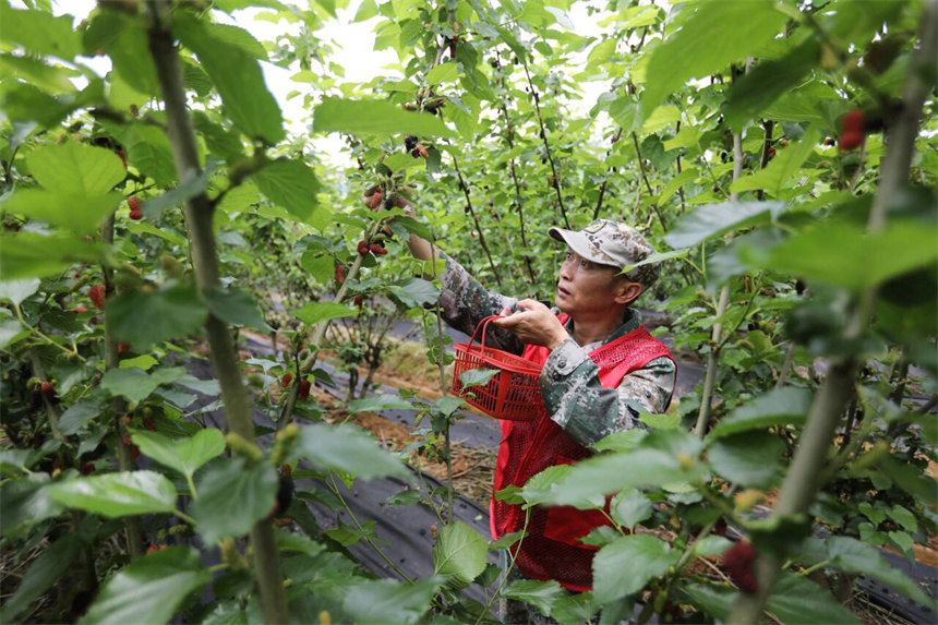 果農和志願者正在一同採收桑葚。 饒方其攝