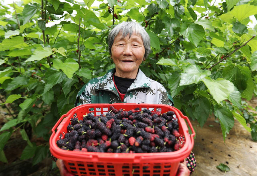 果農和志願者正在一同採收桑葚。 饒方其攝