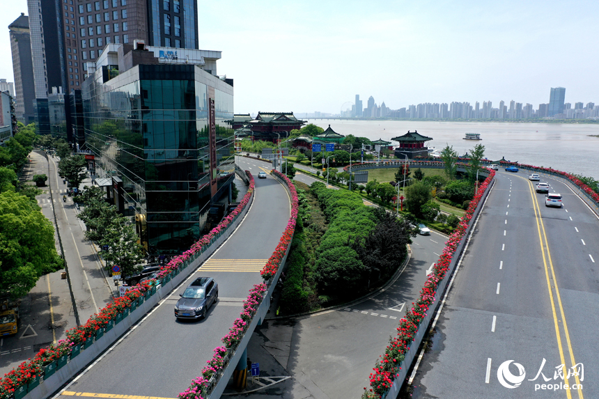 南昌八一大桥空中花廊数万株月季花迎来盛花期，点缀着城市风景线。 人民网记者 时雨摄