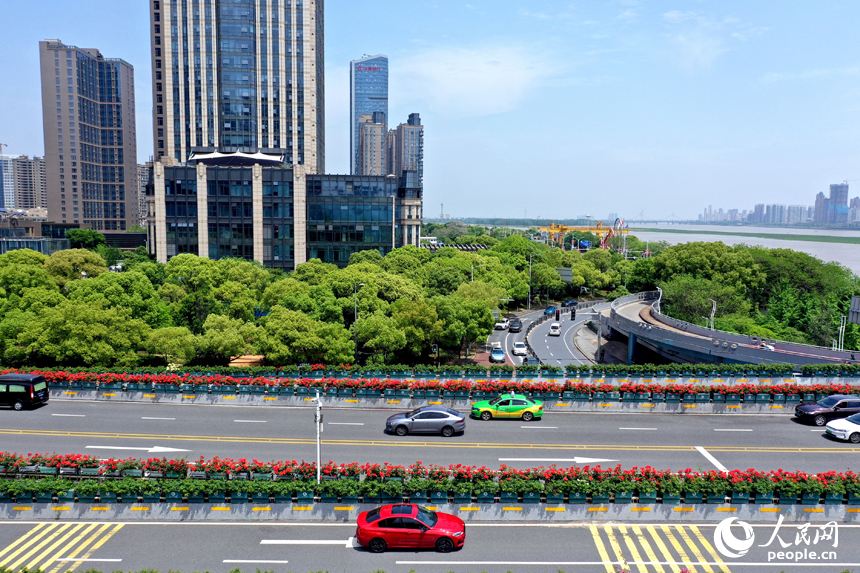 南昌八一大桥空中花廊数万株月季花迎来盛花期，点缀着城市风景线。 人民网记者 时雨摄
