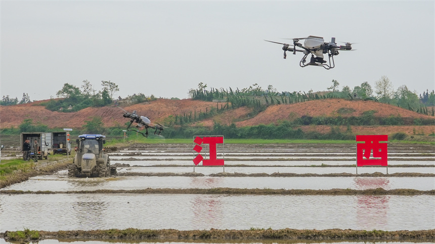 植保无人机正在进行田间作业。人民网 孔文进摄