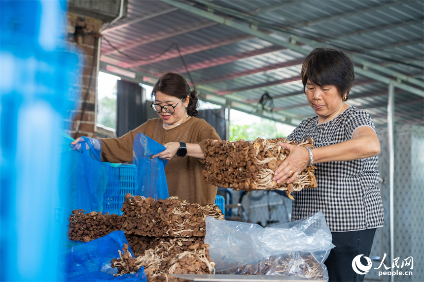 村民將烘干好的茶樹菇打包。人民網 孔文進攝